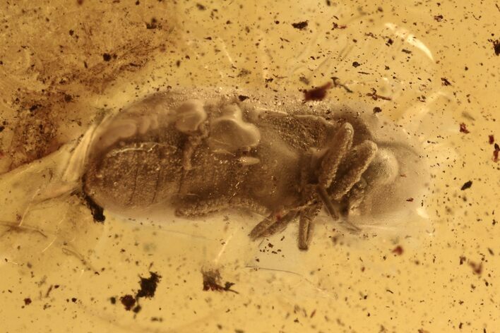 Detailed Fossil Spider Beetle (Ptinidae) in Baltic Amber #270643